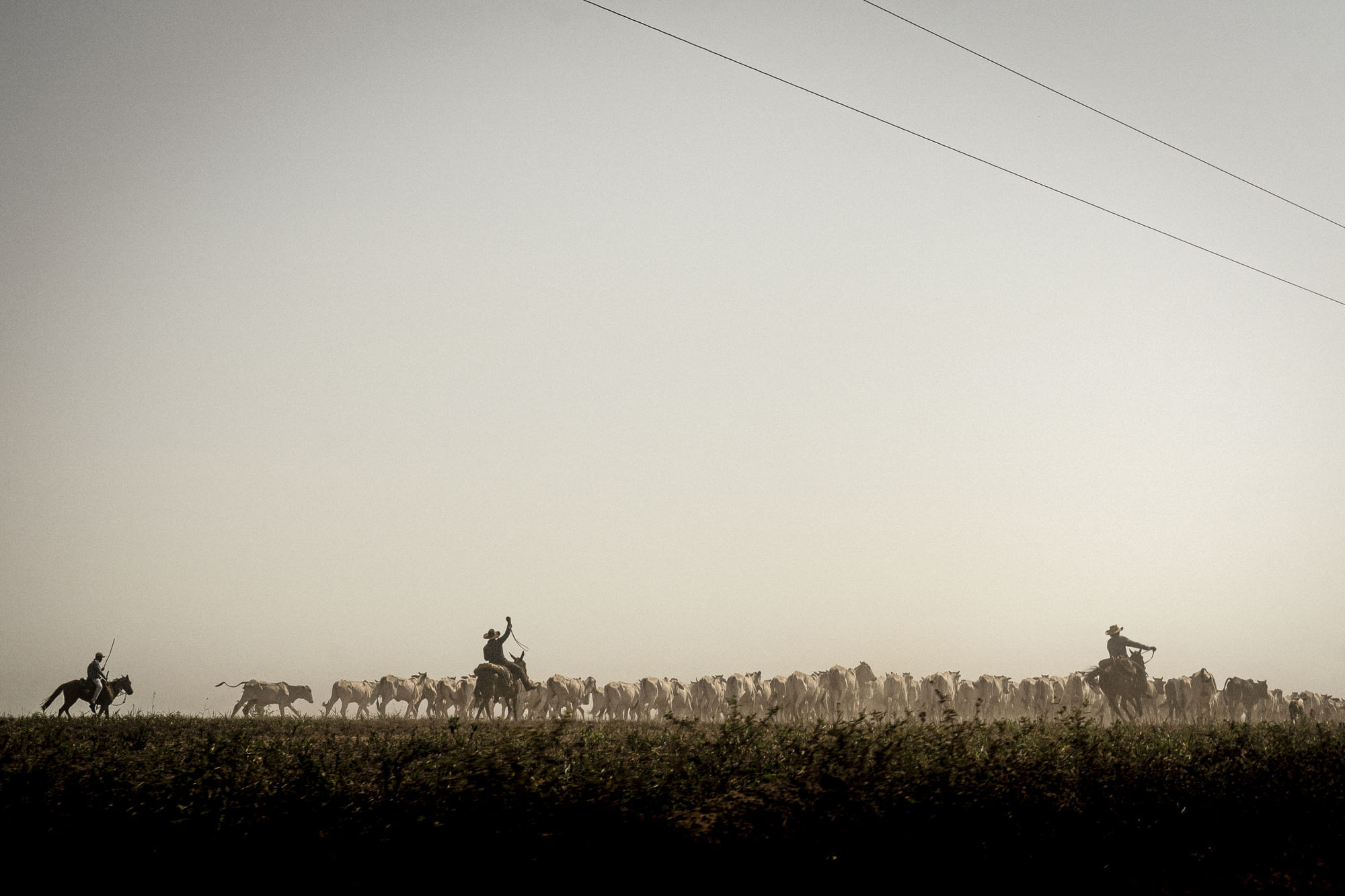 Drei Reiter treiben eine Gruppe Rinder über eine Ebene.